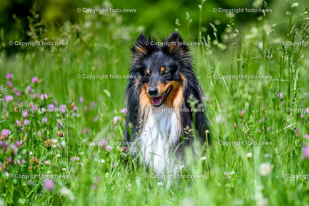 Hund_ Freilaufzone_ 21.05.2022-44 | 03.03.2022, Linz, AUT, Hund, Hunde, Themenbild, im Bild Hund, Hunde, spazieren, Freilaufzone, Spazierweg, Arrigo und Luigi