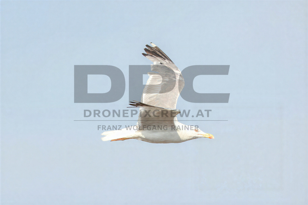 Yellow-legged Gull (Larus michahellis) | Yellow-legged Gull (Larus michahellis), a large gull species commonly found along Mediterranean coasts, rocky shorelines, harbours and coastal areas. - Realisiert mit Pictrs.com