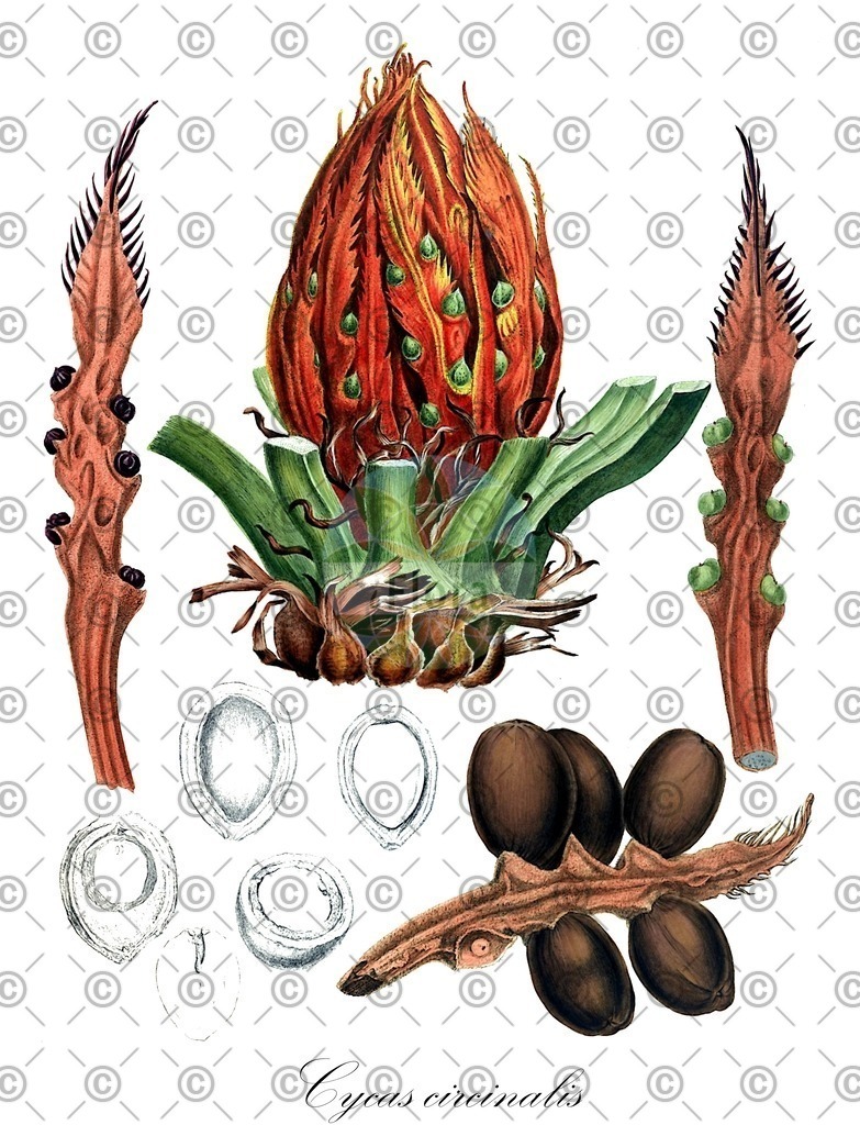HistAbb_EMP_28878_SRC_Schlechtendal_FLORAD_SIMPLE | Historische Abbildung von Cycas circinalis - Cycadaceae | Historical Illustration of Cycas circinalis - Cycadaceae