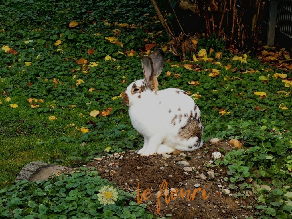 Hase1 | Dies ist der Shop von Florian Blum - le fleuri. Langenthal, Bern, SchweizSie können hier meine oder ihre eigenen Fotos als Fotoprodukte kaufen. Tassen, Schlüsselanhänger, Taschen etc. können Sie hier gestalten.  - Realisiert mit Pictrs.com