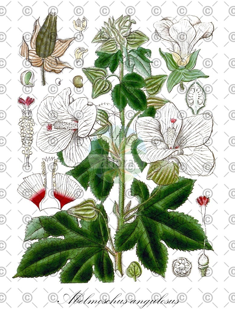 HistAbb_wfo-0000510836_1_ENZY_Simple | Historische Abbildung von Abelmoschus angulosus - Malvaceae | Historical Illustration of Abelmoschus angulosus - Malvaceae