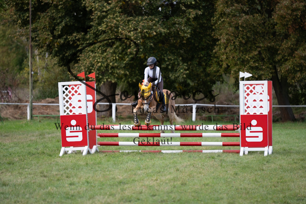 A7V06455 | Pferdefotograf