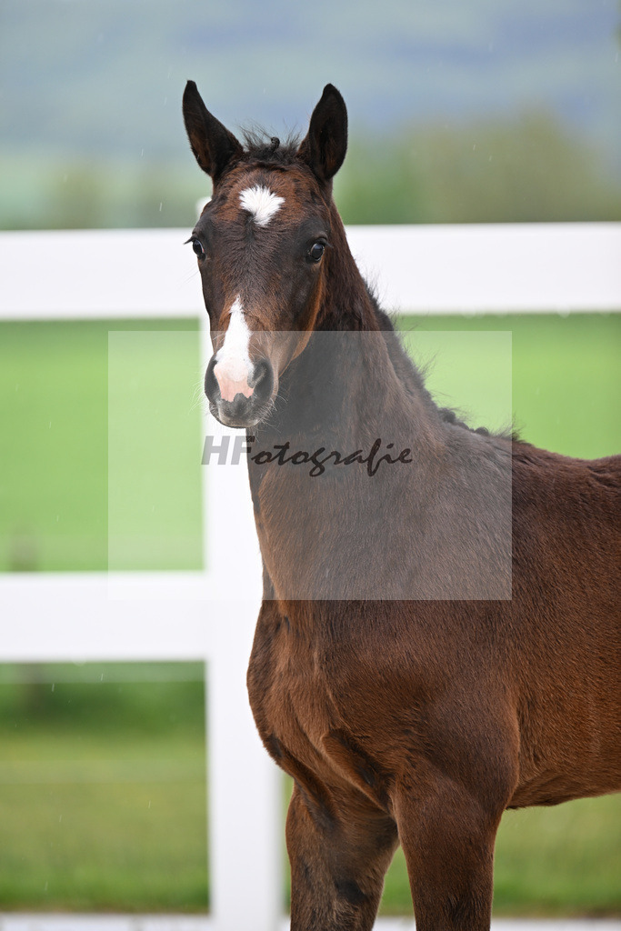 Kat-Nr. 45 SF Chaccothage Blue PS x Concetto_Lang-Wengert_23261550 | hf-fotografie - Realisiert mit Pictrs.com