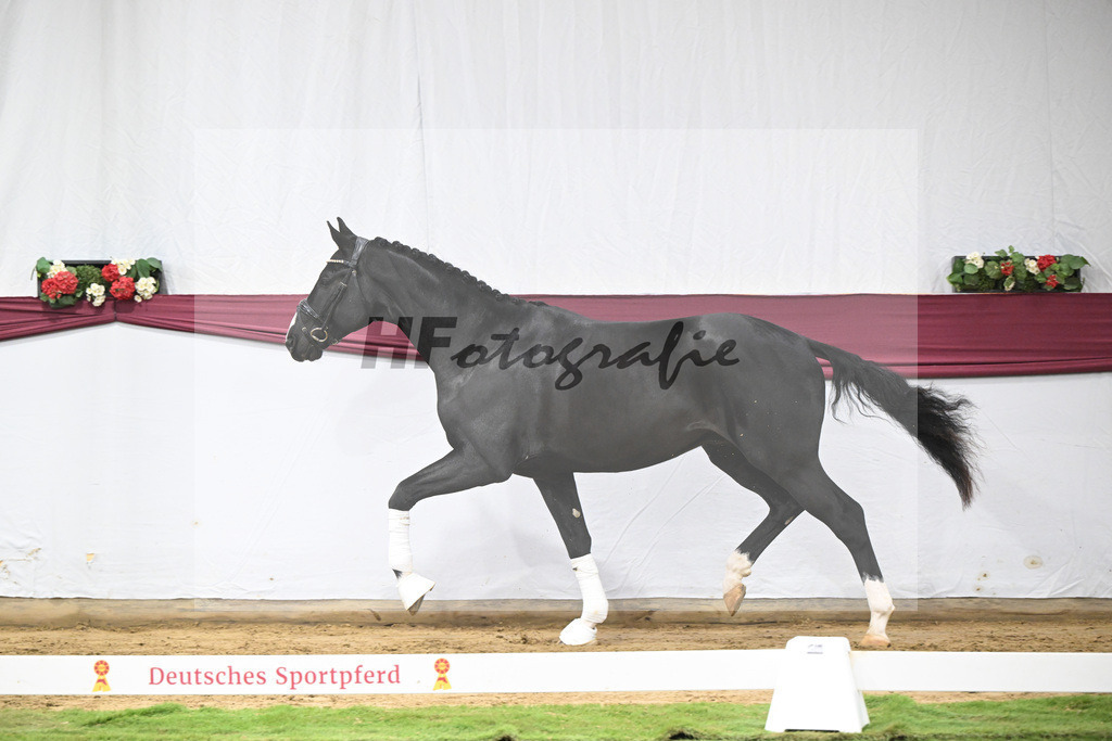 Kat-Nr. 60 Ellis x Desperados_Matthias Schlamminger_47252245 | hf-fotografie - Realisiert mit Pictrs.com