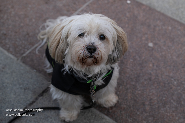 Galgomarsch2026-146 | Augenblicke kommen und gehen, Erinnerungen bleiben. Als Tierfotografin schaffe ich liebevolle Erinnerungen an unsere tierischen Familienmitglieder, ohne Stress und Druck.
Buchbar für den Raum München und Landkreis Dachau  - Realisiert mit Pictrs.com