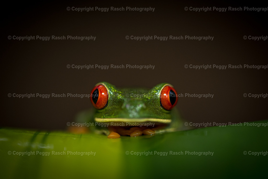 Frösche (8) | PeggyRaschPhotography - Realisiert mit Pictrs.com