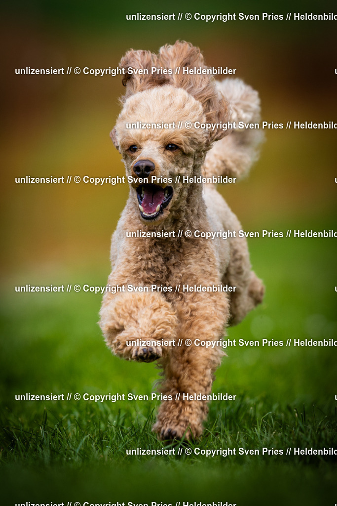 Sven Pries | 2025-04-13 - Hunderennen Baden-Baden - Realisiert mit Pictrs.com