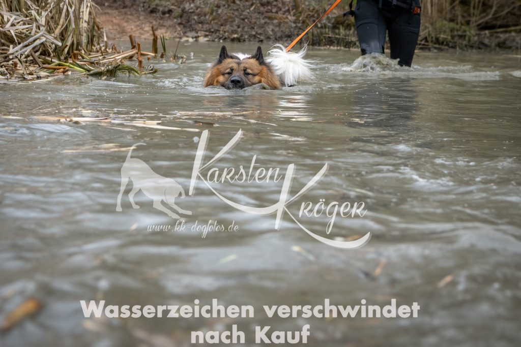 1404_ZZ96312 | kk-dogfotos
