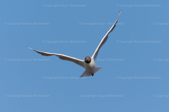 2018107 | Tierfotografie, Tierkalender, Tierbilder, Insekten, Spinnen, Vögel, Schmetterling, Libellen, Leinwand, Colorkey, Qualität, Geschenkartikel, Geschenk - Realisiert mit Pictrs.com