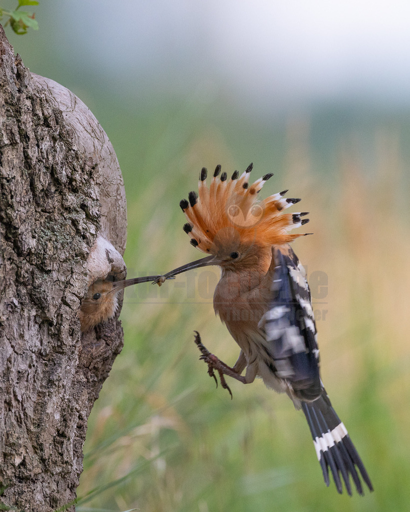 R6NF3307_20240530 | Der Bildershop von www.natur-focus.de bietet ihnen den einfachen Kauf von Bildmaterial per Download aus allen Bereichen der Natur. In den Galerien finden sie Landschaftsfotos, Tierbilder und natürlich auf Pflanzenfotos. - Realisiert mit Pictrs.com