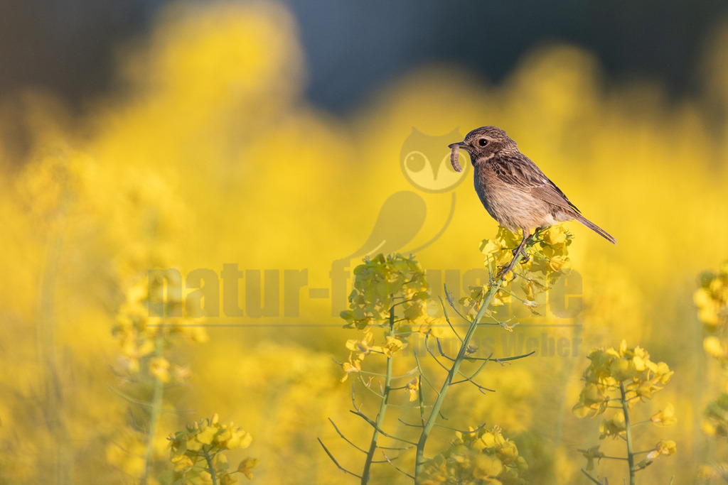 R6M39911_20260501 | Ein weibliches Schwarzkehlchen (Saxicola rubicola) sitzt auf einem Stängel einer gelben Rapsblüte. Das Gefieder des Vogels ist überwiegend braun und gestreift. Es hält einen hellbraunen Wurm fest im Schnabel, was auf eine Fütterungsinteraktion hindeutet. Der Hintergrund ist ein unscharfes Meer aus leuchtend gelben Rapsblüten, mit einem dunkleren Bereich am oberen Rand. - Realisiert mit Pictrs.com