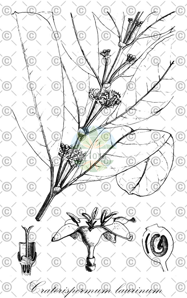 HistAbb_wfo-0000625672_1_ENZY_Simple | Historische Abbildung von Craterispermum laurinum - Rubiaceae | Historical Illustration of Craterispermum laurinum - Rubiaceae
