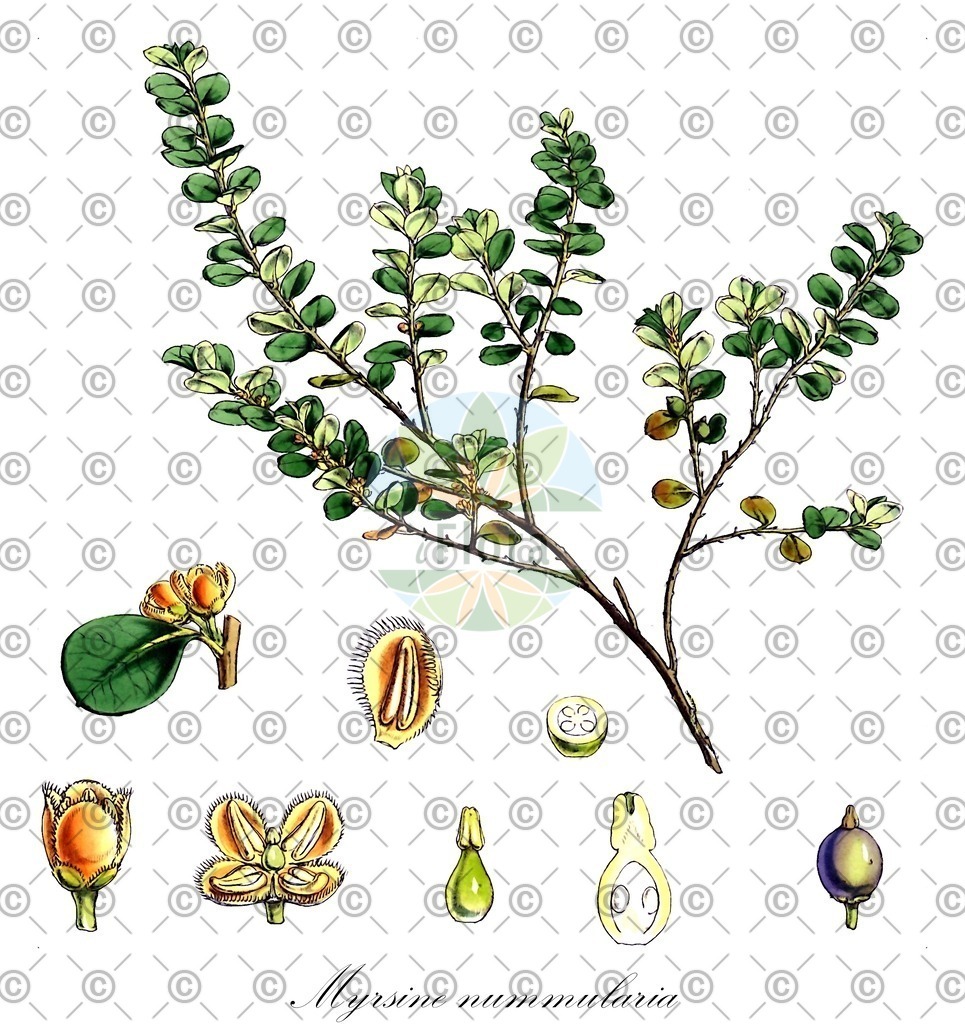HistAbb_wfo-0001287034_1_ENZY_Simple | Historische Abbildung von Myrsine nummularia - Primulaceae | Historical Illustration of Myrsine nummularia - Primulaceae