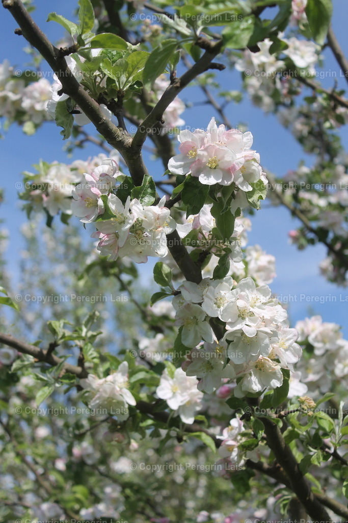 IMG_2908 | Fotografiert von Peregrin Lais. Bilder anschauen, 
Formate auswählen und bestellen. - Realisiert mit Pictrs.com