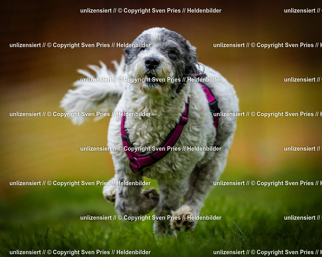 Sven Pries | 2025-04-13 - Hunderennen Baden-Baden - Realisiert mit Pictrs.com