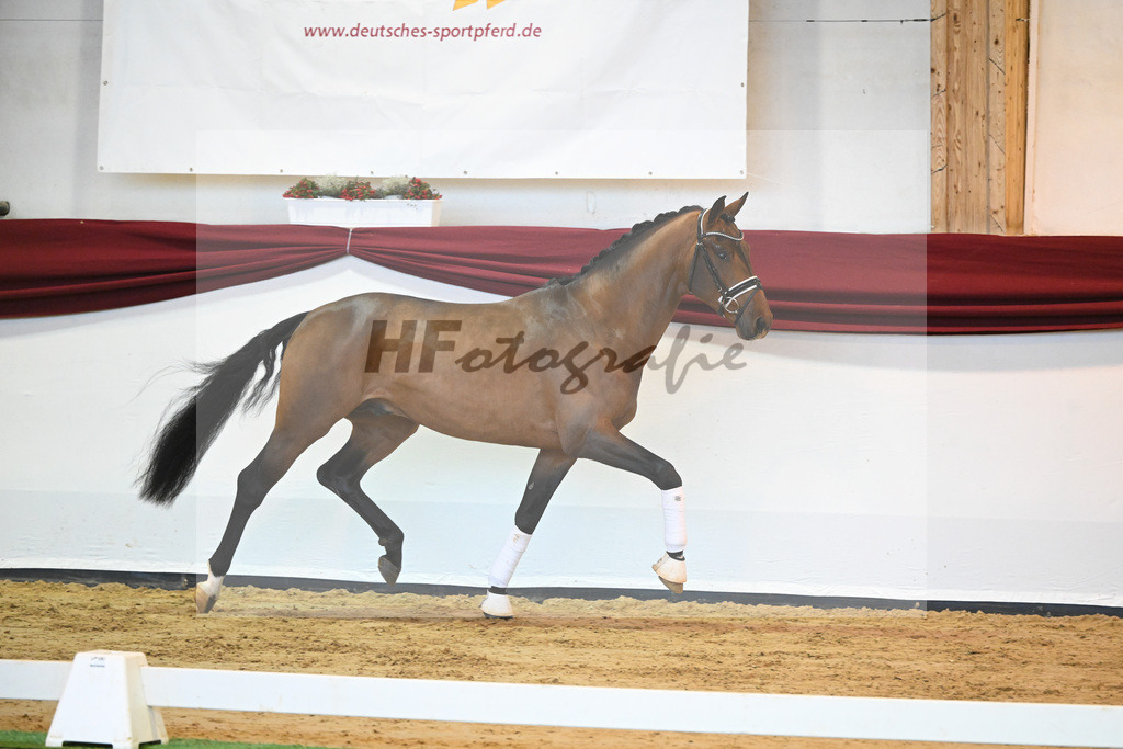 Kat-Nr. 64 v. Vitalis_Bock_66222177 | hf-fotografie - Realisiert mit Pictrs.com