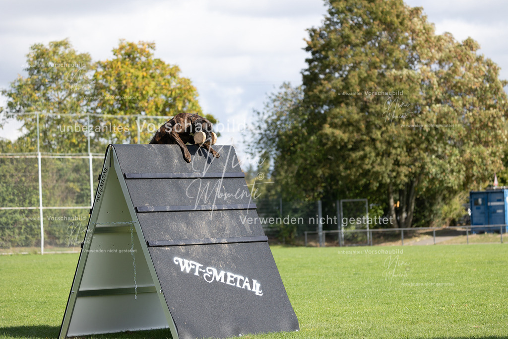 _16A6863 | Einzigartige Fotos von Hunden & Menschen –Actionfotos, Portraits, Vereinsaufnahmen & Paarshootings – authentisch, lebendig & mit Herz.