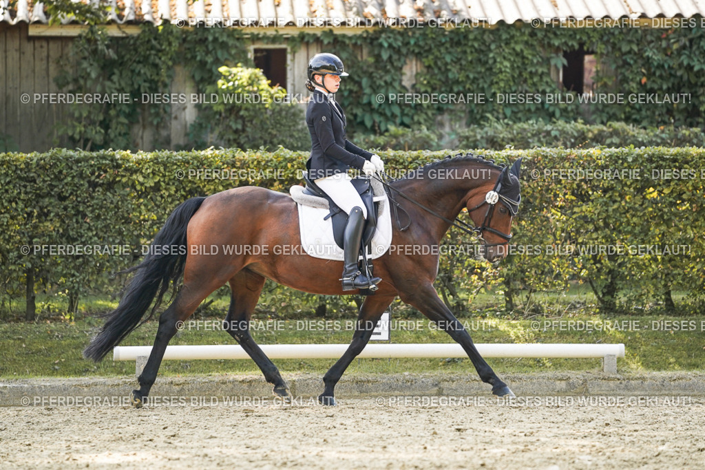 DSC07287 | Pferdegrafie