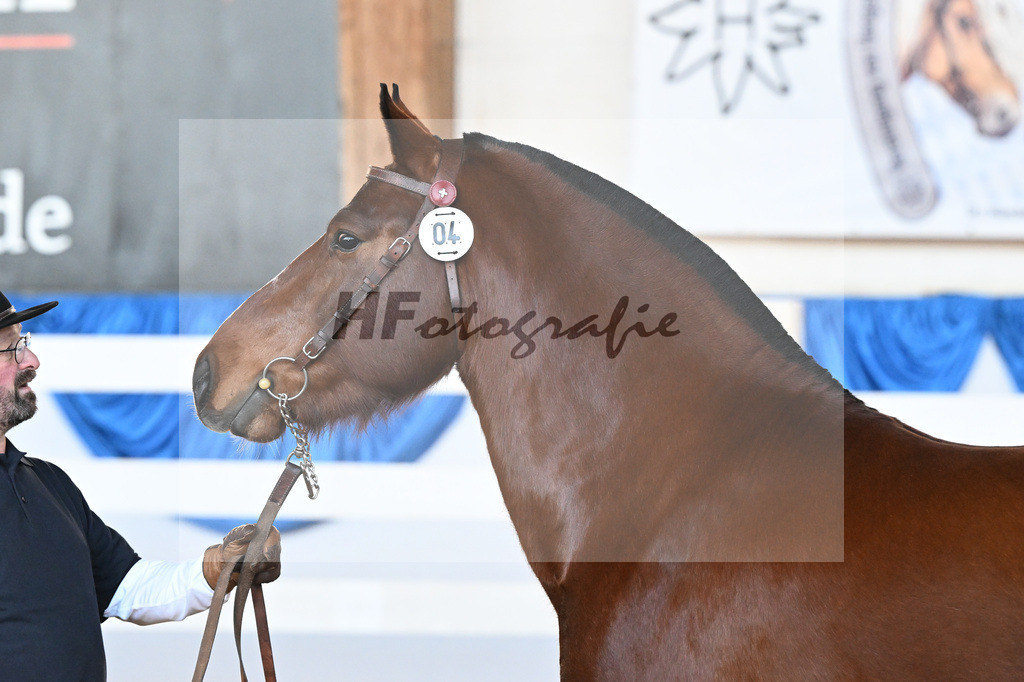 Kat-Nr. 4 Caliente du P tut Fatre v. Capeo_Strasser_9260091 | hf-fotografie - Realisiert mit Pictrs.com