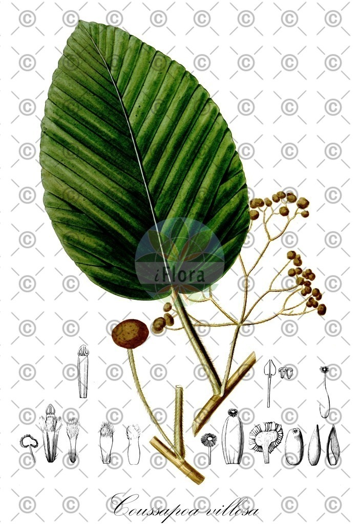 HistAbb_wfo-0000926143_1_ENZY_Simple | Historische Abbildung von Coussapoa villosa - Urticaceae | Historical Illustration of Coussapoa villosa - Urticaceae