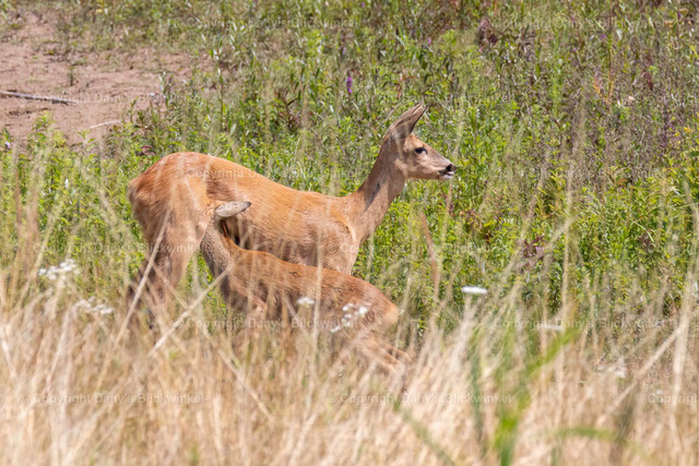 20178 | Tierfotografie, Tierkalender, Tierbilder, Insekten, Spinnen, Vögel, Schmetterling, Libellen, Leinwand, Colorkey, Qualität, Geschenkartikel, Geschenk - Realisiert mit Pictrs.com