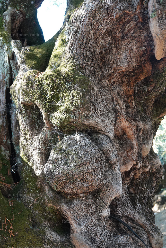 Stories of the Ancient Olive Trees | Ancient Olive Trees
