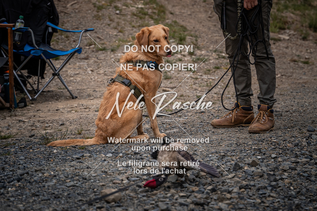 nelerasche_SaOnTheRoad_450 | nelerasche