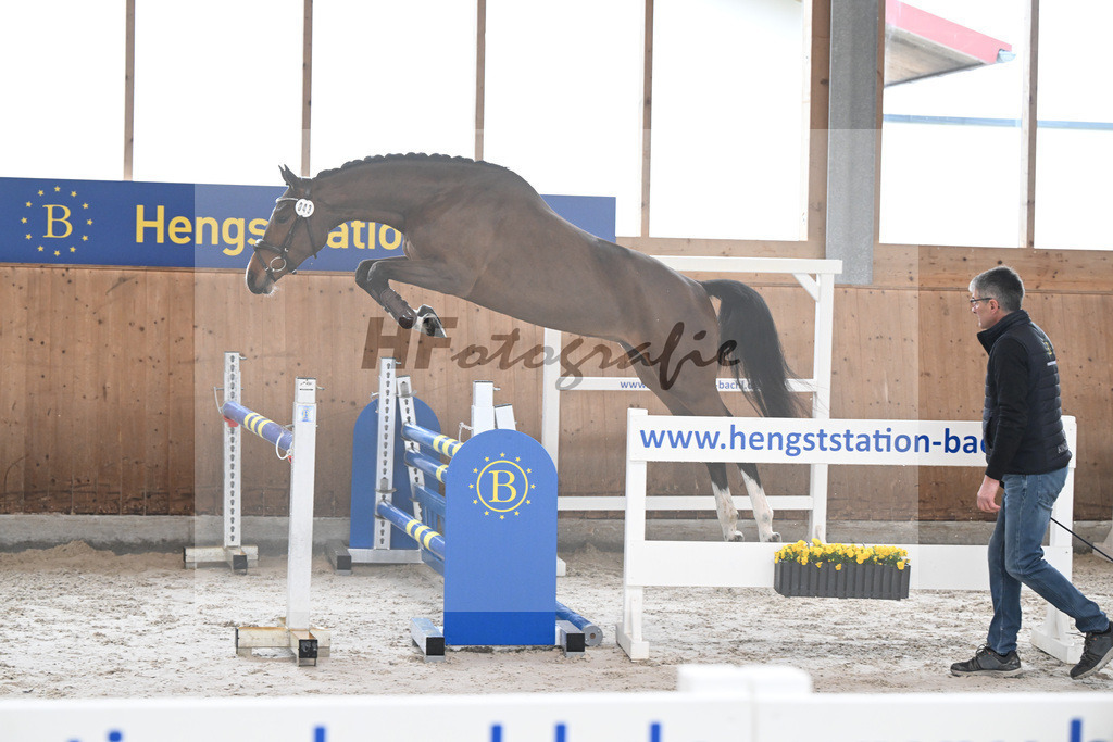 Kat-Nr. 43 Balous Lady v. Cornets Balou_Eder_14260010 | hf-fotografie - Realizzato con Pictrs.com