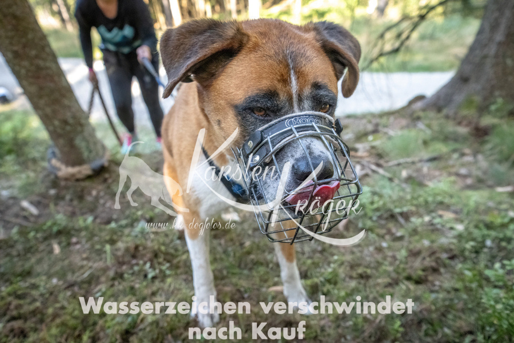 1202_ZZ93076 | kk-dogfotos