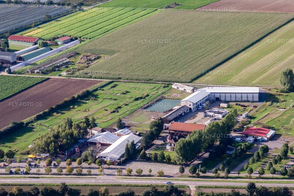 Luftbild: Adamshof Fußgolfanlage in Kandel im Bundesland Rheinland-Pfalz in Deutschland. Foto: IMG_71019.jpg vom 27.08.2014 durch Werner Riehm/FLY-FOTO.de