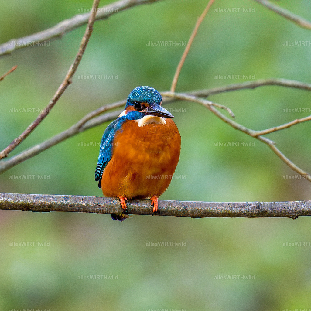 Daniel Wirth - www.allesWIRTHwild.de -7IV01354-2 | Entdecke die faszinierende Welt der Natur- und Wildlife-Fotografie von Daniel und Bärbel. Inspirierende Bilder von wilden Tieren und kleinen Naturwundern.