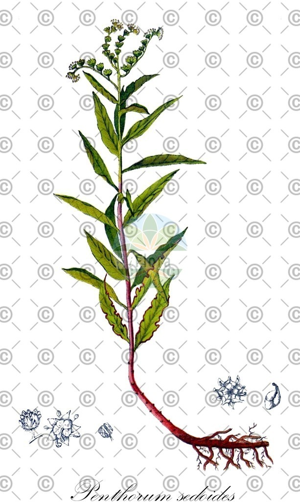 HistAbb_wfo-0001102777_1_ENZY_Simple | Historische Abbildung von Penthorum sedoides - Penthoraceae | Historical Illustration of Penthorum sedoides - Penthoraceae