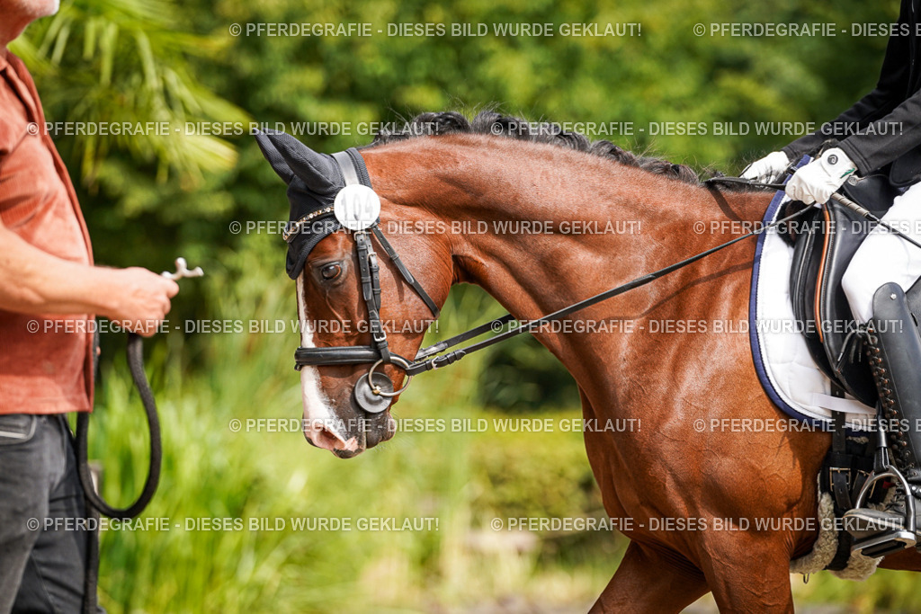 DSC07912 | Pferdegrafie