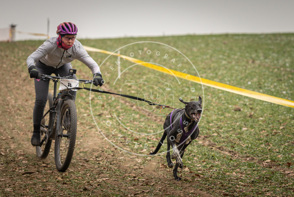 Pfotenfotografie_DV3A3521 | Hundefotografie, Tierfotograf, Pfotenfotografie, Fotoshooting Hund, Hunde Portrait, Hundesport, Hundeportraits, Heideshooting, Hunde, Sportfotograf, Hundefotograf, Turnierhundsport, THS,  - Realisiert mit Pictrs.com
