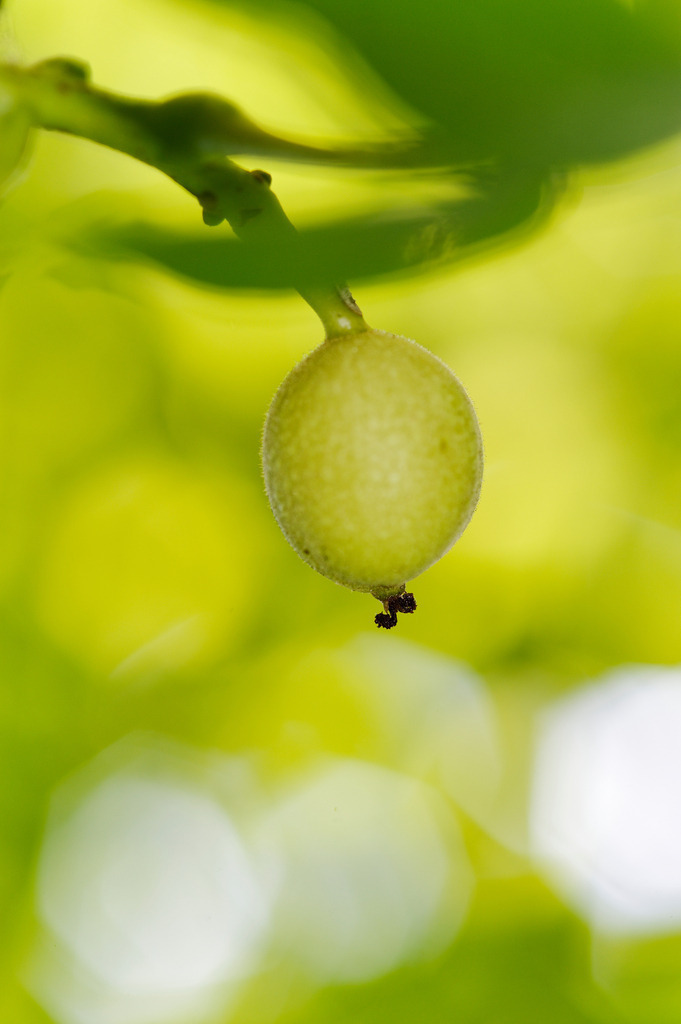 Echte Walnuss | Rohrbrunn, Austria - June 23, 2011: Echte Walnuss am Baum hängend. - Realisiert mit Pictrs.com