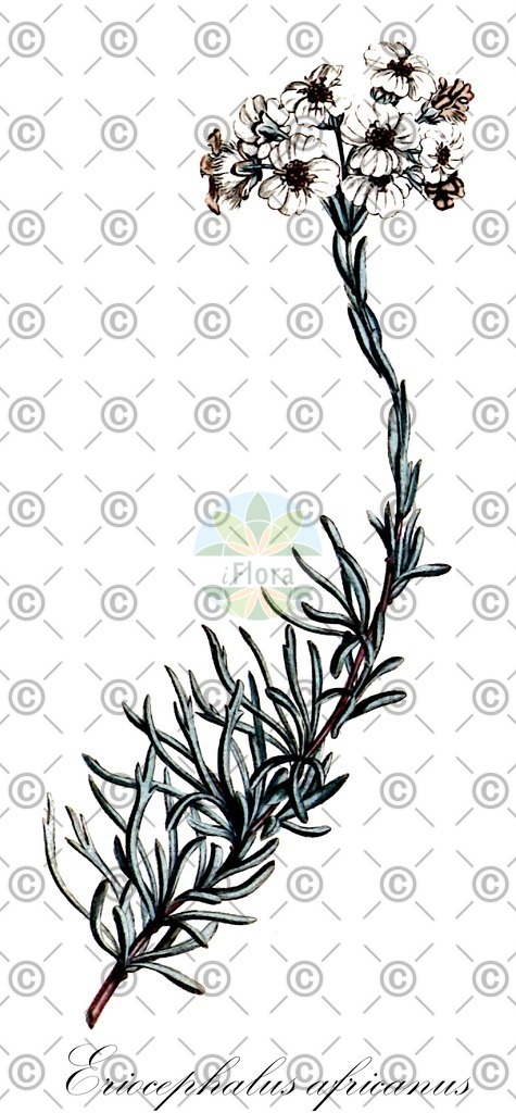 HistAbb_wfo-0000869166_1_ENZY_Simple | Historische Abbildung von Eriocephalus africanus - Asteraceae | Historical Illustration of Eriocephalus africanus - Asteraceae