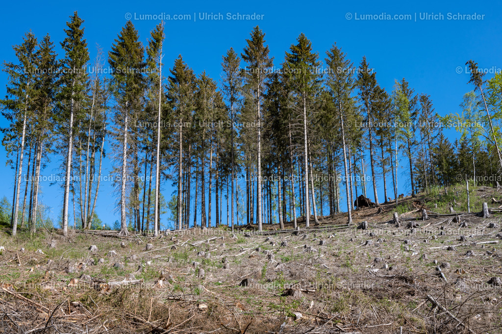 10049-12828 - Im Unterharz bei Strassberg | Stockfoto und Bilderpool mit Bildmaterial aus Deutschland, dem Harz, Halberstadt, Quedlinburg, Wernigerode und weltweit. Qualitativ hochwertige und professionelle Fotos anschauen und kaufen. - Realisiert mit Pictrs.com