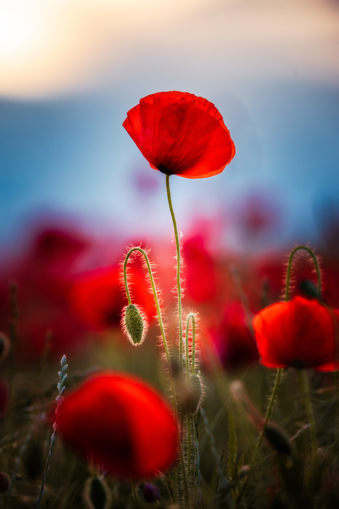 Papaver | Wir machen aus Ihren Bildern Erinnerungen für die Ewigkeit | Hochwertige Fotografien für Ihr zu Hause. - Realisiert mit Pictrs.com