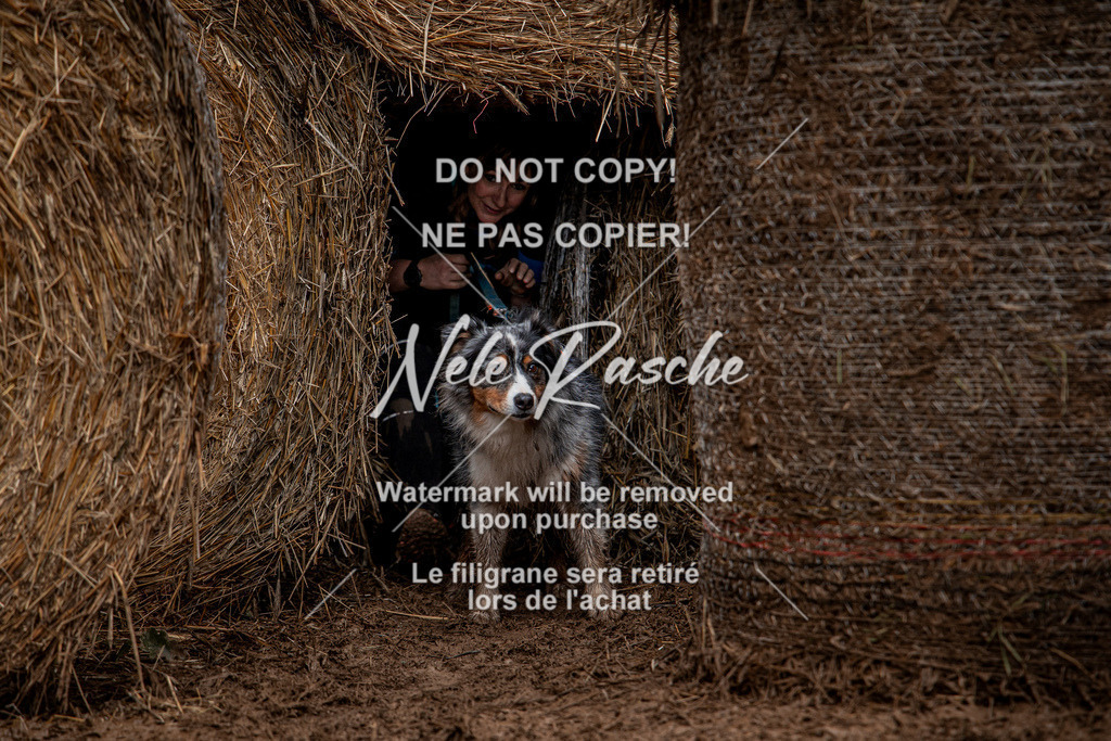 nelerasche_Hunsrück_So11-12_117 | nelerasche