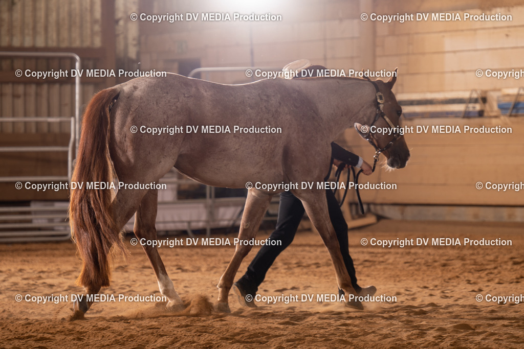 NID00112 | dv-media-shop - Realisiert mit Pictrs.com