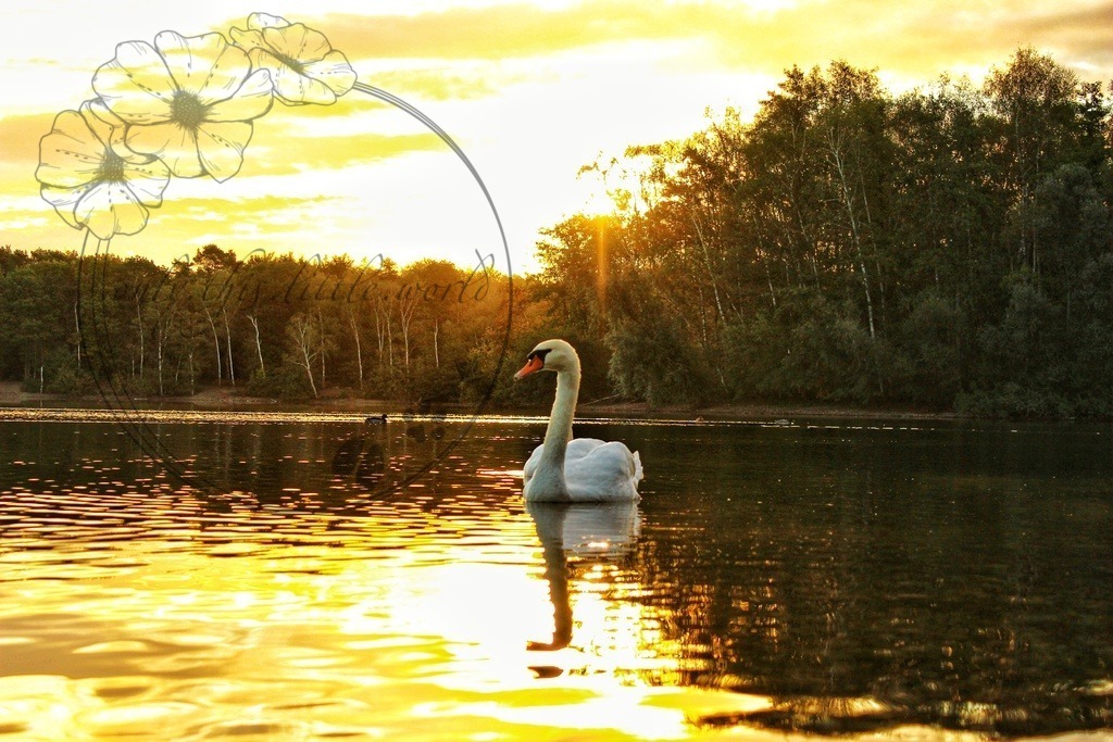 Höckerschwan 008 | only.this.little.world - Realisiert mit Pictrs.com