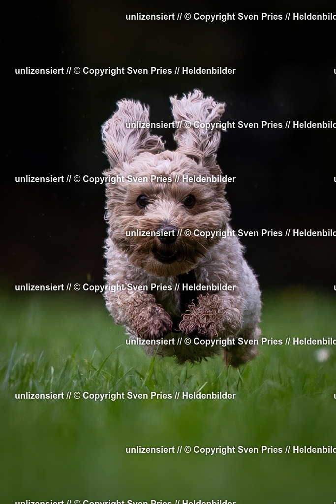 Sven Pries | 2024-10-19 - Hunderennen Ober-Grombach - Realisiert mit Pictrs.com