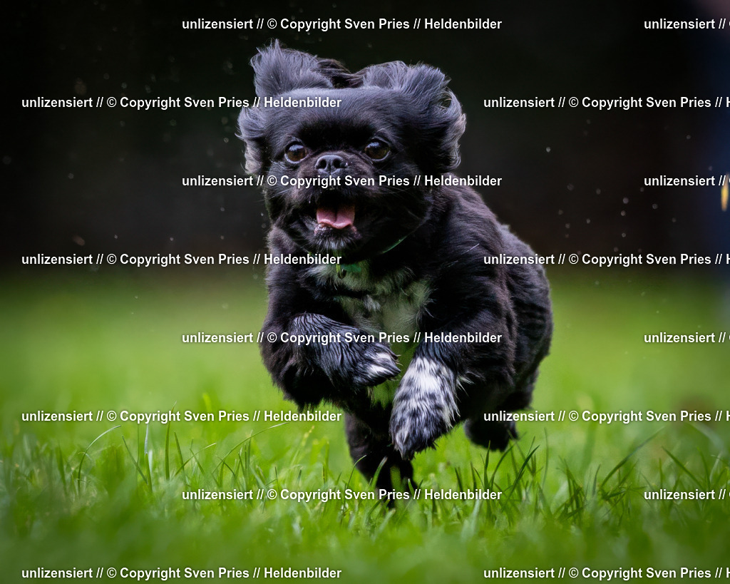 Sven Pries | 2024-10-19 - Hunderennen Ober-Grombach - Realisiert mit Pictrs.com