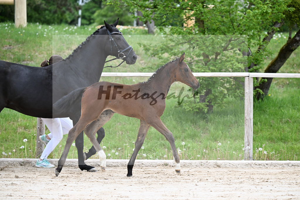 Kat-Nr. 13 SF Debutant PS x Finest_Geyer_24260445 | hf-fotografie - Realizzato con Pictrs.com