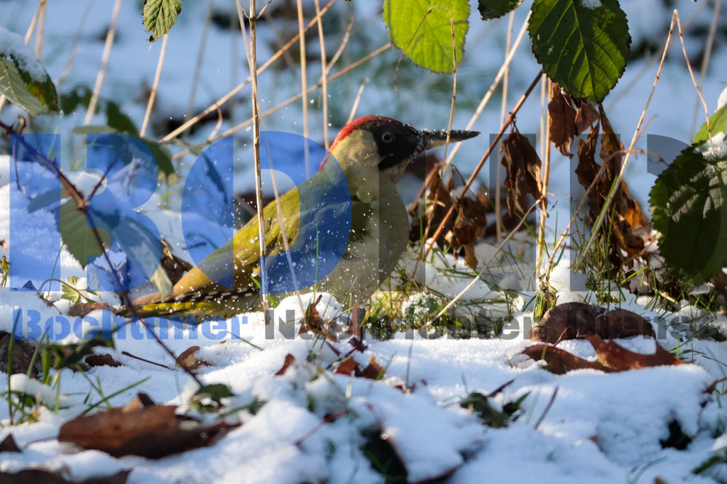 Gruener Specht {date} -  | {headline}



(Foto: Sebastian Sendlak / BOND)

 - Realisiert mit Pictrs.com