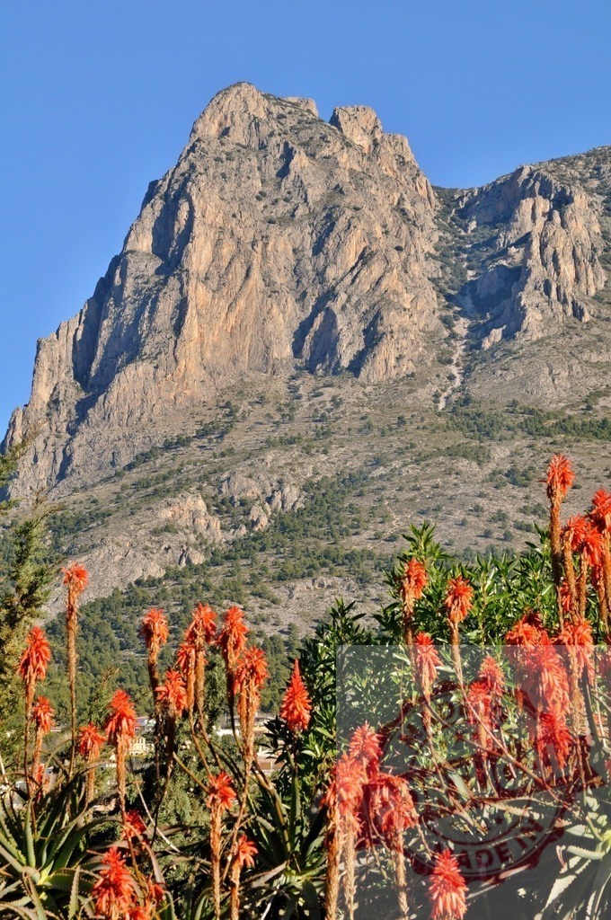 Red aloe vera flowers blooming in front of rocky mountain | Striking red flowers of aloe vera plants blooming against a clear blue sky and rocky mountain - Realized with Pictrs.com