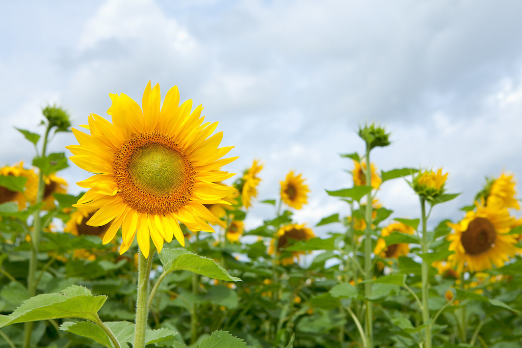 210804-318 | Europa, DEU, Deutschland, Baden-Wuerttemberg, Schwaebische Alb, Bissingen an der Teck, Sonnenblume (Helianthus annuus), Agrarlandschaft, Sonnenblumenfeld, Bluete, Bluetenkorb, Landwirtschaft, Landwirtschaftlich, Agrar, Agrarwirtschaft, Natur, Naturfoto, Naturfotos, Naturfotografie, Naturphoto, Naturphotographie, Landschaft, Landschaften, Landschaftsfoto, Landschaftsfotografie, Landschaftsphoto, Landschaftsphotographie, 

[Fuer die Nutzung gelten die jeweils gueltigen Allgemeinen Liefer-und Geschaeftsbedingungen. Nutzung nur gegen Verwendungsmeldung und Nachweis. Download der AGB unter http://www.image-box.com oder werden auf Anfrage zugesendet. Freigabe ist vorher erforderlich. Jede Nutzung des Fotos ist honorarpflichtig gemaess derzeit gueltiger MFM Liste - Kontakt, Uwe Schmid-Fotografie, Duisburg, Tel. (+49).2065.677997, ..archiv@image-box.com, www.image-box.com] - Realisiert mit Pictrs.com