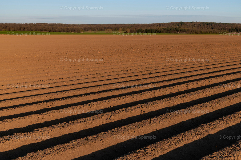 CAR_Agri_Spring_Field36 | Camera height 1,30m - light 5/20° - Realisiert mit Pictrs.com