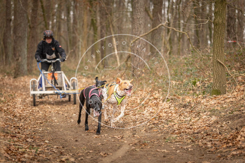 Pfotenfotografie_DV3A8795 | Hundefotografie, Tierfotograf, Pfotenfotografie, Fotoshooting Hund, Hunde Portrait, Hundesport, Hundeportraits, Heideshooting, Hunde, Sportfotograf, Hundefotograf, Turnierhundsport, THS,  - Realisiert mit Pictrs.com