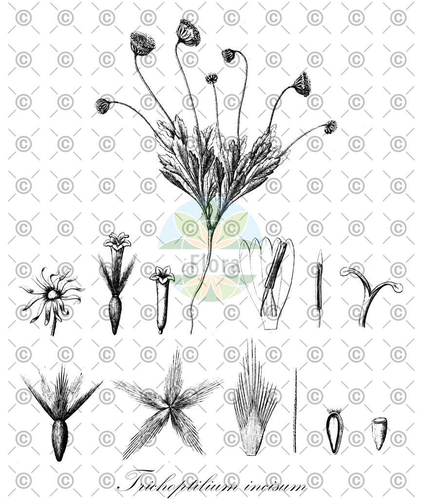 HistAbb_wfo-0001225376_1_ENZY_Simple | Historische Abbildung von Trichoptilium incisum - Asteraceae | Historical Illustration of Trichoptilium incisum - Asteraceae